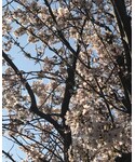 今朝の公園の桜🌸 | (其他)