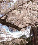 桜 in 鳥取 | (其他)