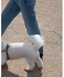 GU | デニムパンツ