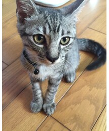 ふう | おもちゃ