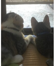 すずとふー | お手手繋いでるよ(＊∩ω∩)♡(ポスター/アート)