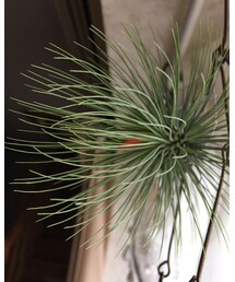 エアプランツ | エアプランツに花が🌺(インテリア雑貨)