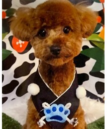 ペットホテルでトリミング後ワンコ🐶 | その他