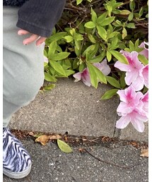 petit main | その他パンツ