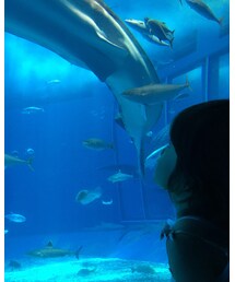 おっきいねぇぇ🦈✨ | 雑貨/ホビー