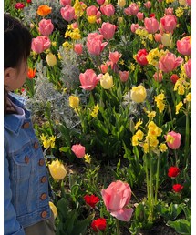 🌷チューリップ🌷 | 雑貨/ホビー