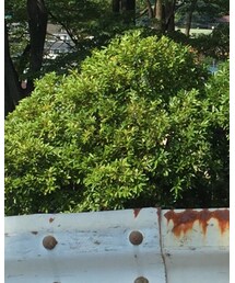 Aritzia | デニムパンツ