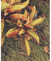 ZARA KIDS | スニーカー