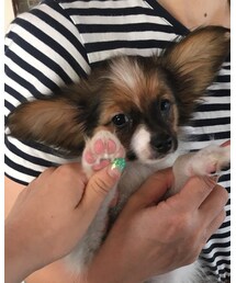 仔犬💕💕 | 福袋/福箱