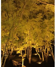 紅葉祭りライトアップ | その他