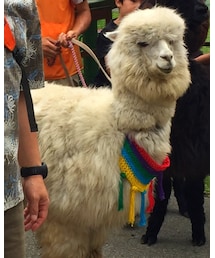 アルパカ | その他