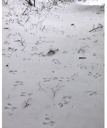 野ウサギの足跡🐾 | その他