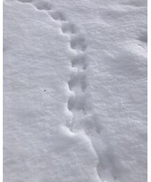 アニマルトラッキング | その他