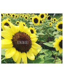 ひまわり | その他