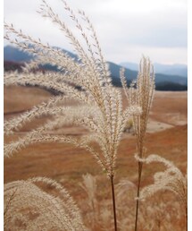 すすき🌾 | その他