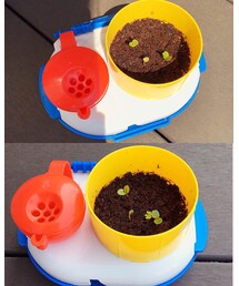 🌱 | 坊と育て中のオジギソウ🌱少しずつ葉が増えて育っていて、嬉しい♬(その他雑貨)