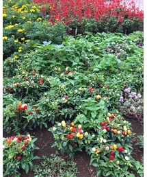 謎の植物 | 通り道で遭遇👀❣️調べても探し出せない💦君が誰なのか気になる🔎(ポスター/アート)