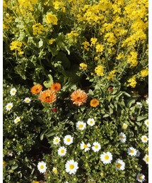 flower | 身近な春を発見🔎。よく見ると、オレンジ色の花にミツバチが🐝(福袋/福箱)