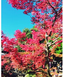 紅葉谷公園 | その他