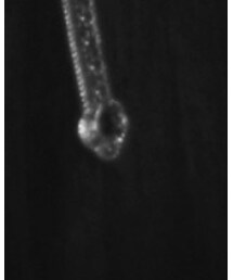 FOREVER 21 | ピアス（両耳用）