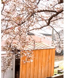 cherry blossom | その他