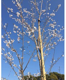 🌸さくら🌸 | その他