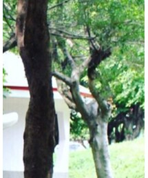 5 | チノパンツ