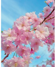 桜🌸💓 | その他