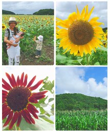 ひまわり畑😊❤️ | その他