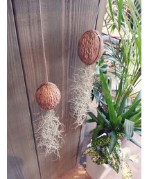 ケルベラの実×ウスネオイデス(その他)