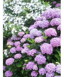 紫陽花♡ | その他