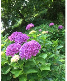 紫陽花♡ | その他