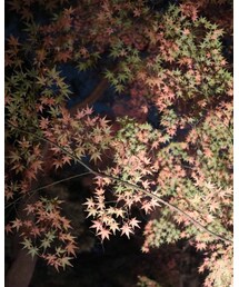 紅葉 | その他