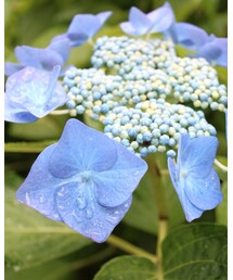 紫陽花 | その他
