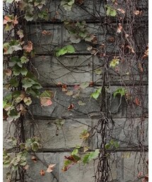 MEIER.Q | シャツ/ブラウス