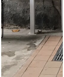 Dr. Martens | シューズ