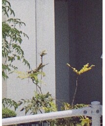 Acne Studios | トップス