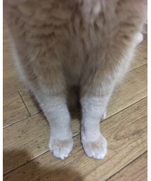 ねこぱん師匠に捧ぐウチの彼足😁 | ラッピングキット