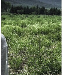 HONEY MI HONEY | ブルゾン