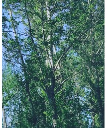 gentle monster | サングラス