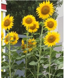 Champion | ハット