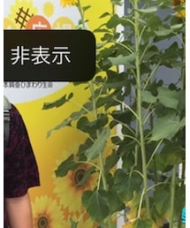 H&M | Tシャツ/カットソー