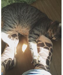 キリンハンター | その他