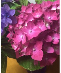 紫陽花 | おばあちゃんちのあじさい。玄関に置いてます。(その他)