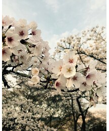さくら♡ | その他