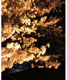 夜桜 | その他