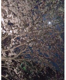 桜もすぐおわり | その他