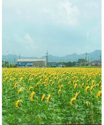 ひまわりの約束🌻 | その他