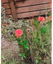 🌹 | その他