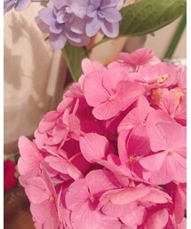 紫陽花 | その他